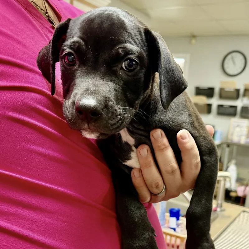 A baby medium-sized male Black Pit Bull Terrier dog named Squiggy for adoption in Semmes, AL