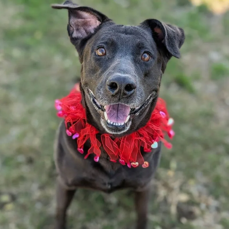 An adult large-sized female Labrador Retriever dog named Delilah for adoption in Conroe, TX