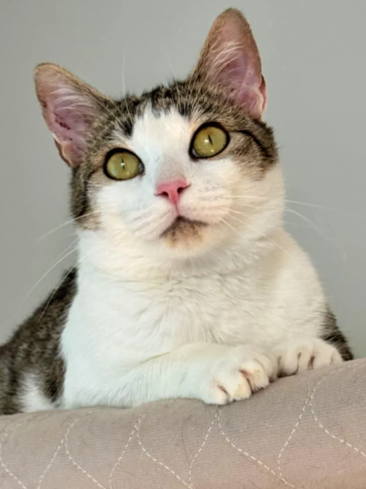 An adult medium-sized female Domestic Short Hair cat named Antoinette for adoption in McDonough, GA