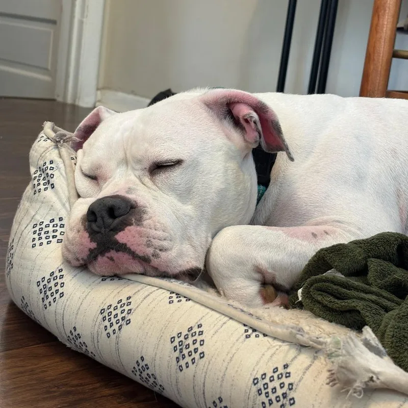 An adult large-sized female White / Cream Pit Bull Terrier dog named Paloma for adoption in Rochester, MN