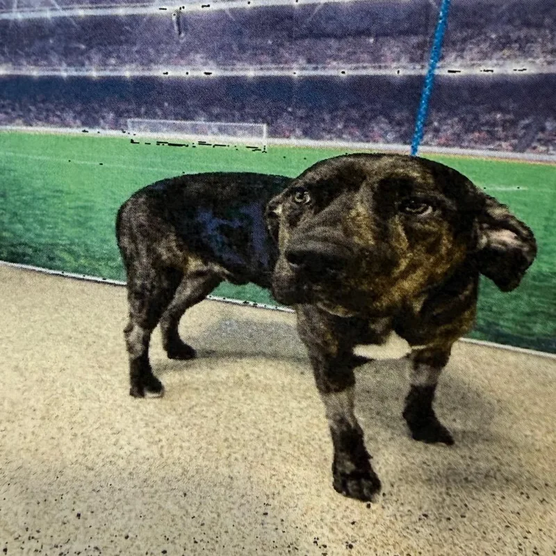 An adult large-sized male Brindle Plott Hound dog named Hero for adoption in East Smithfield , PA