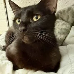 An adult medium-sized female Black Domestic Short Hair cat named Kanga for adoption in Phoenix, AZ