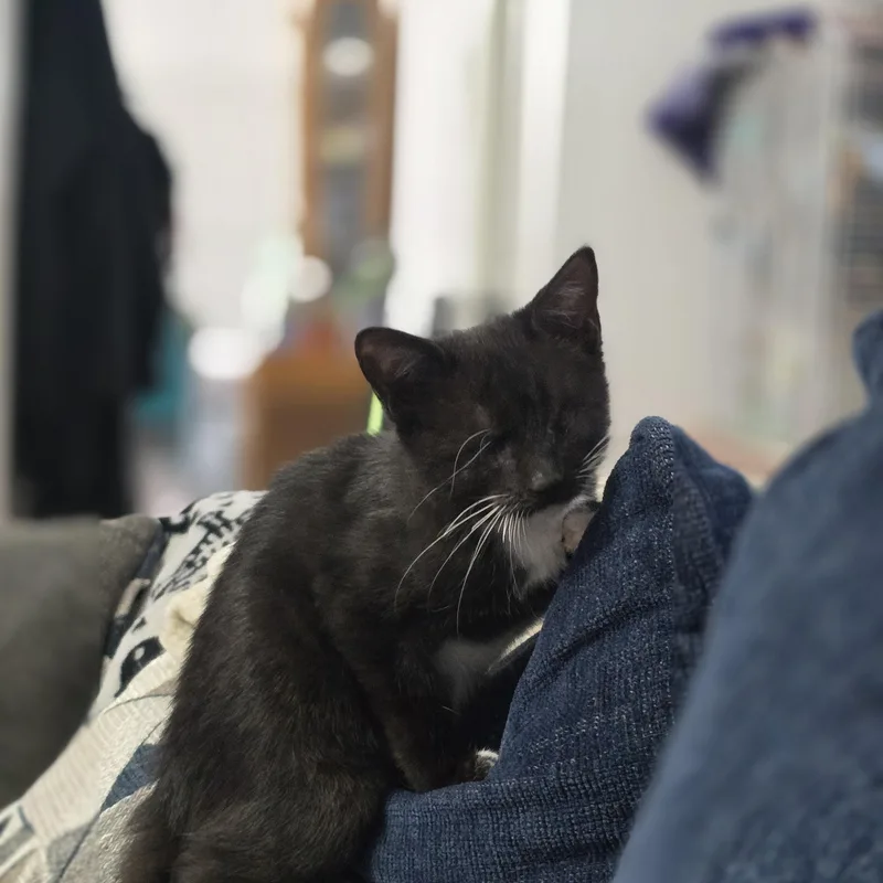 Harriet thumbnail 2