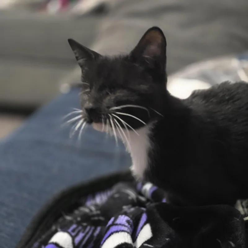 Harriet thumbnail 3