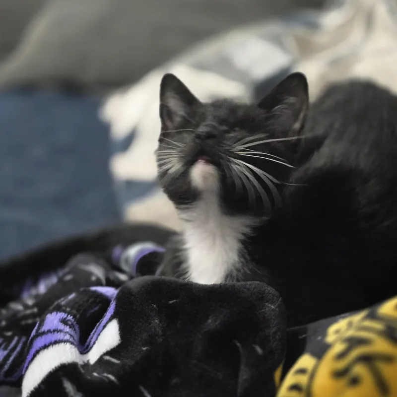 Harriet thumbnail 5