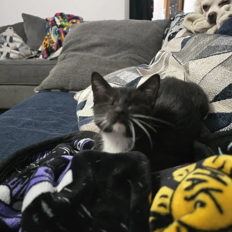 Harriet thumbnail 6