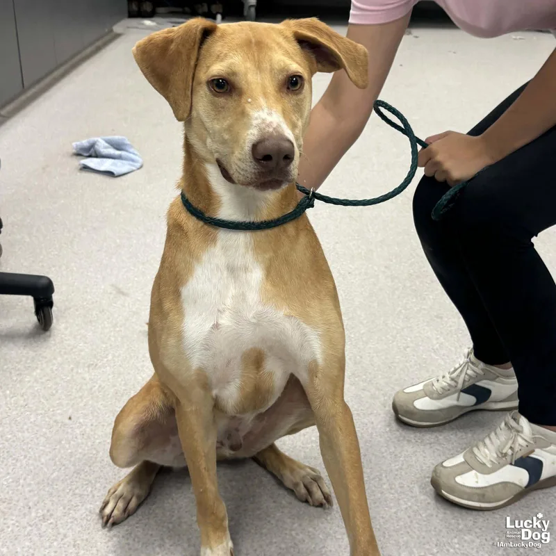 A young medium-sized male Labrador Retriever dog named Cold Stone for adoption in Washington, DC