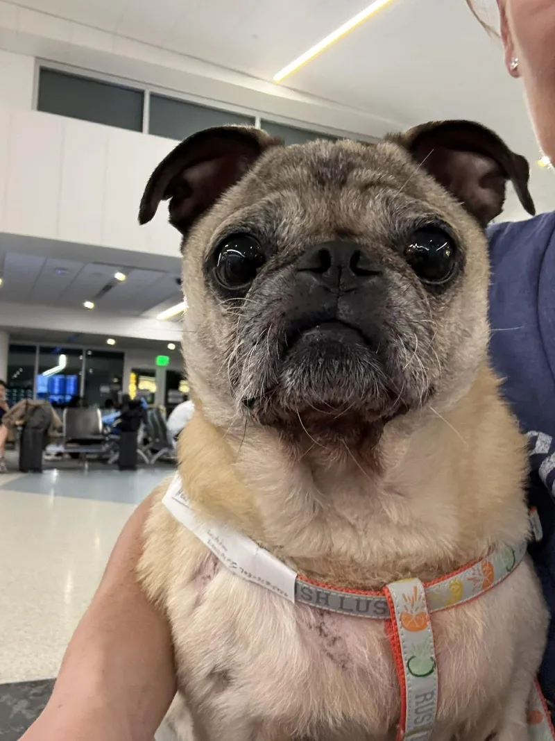 An adult medium-sized male Pug dog named Heathcliff for adoption in Pelham, MA