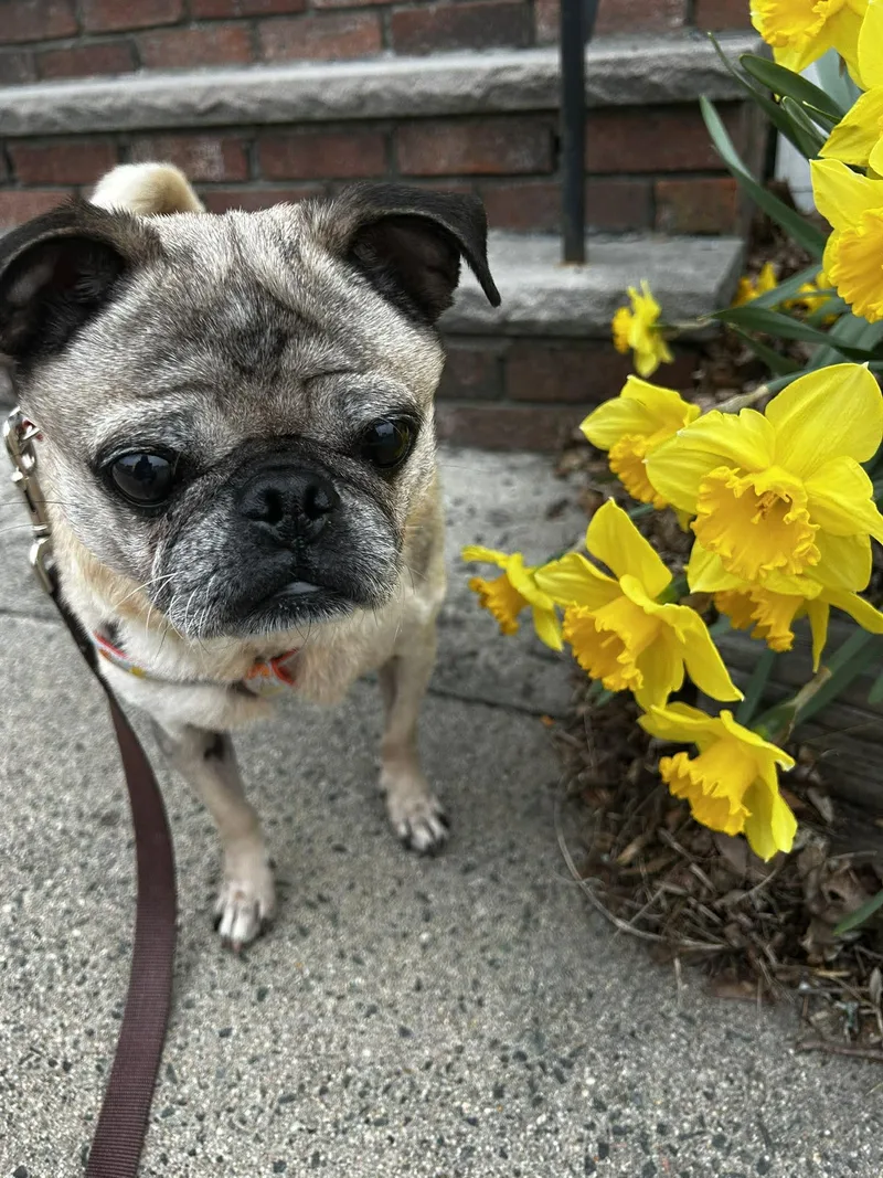 Heathcliff thumbnail 2