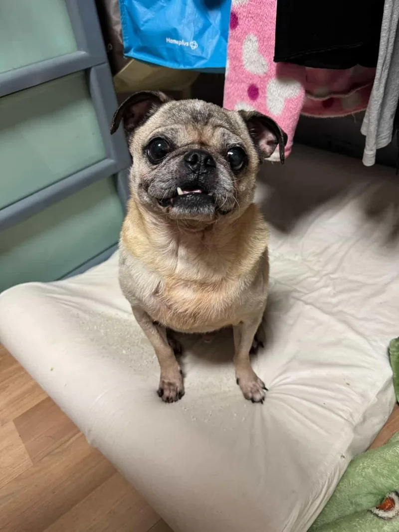 Heathcliff thumbnail 3