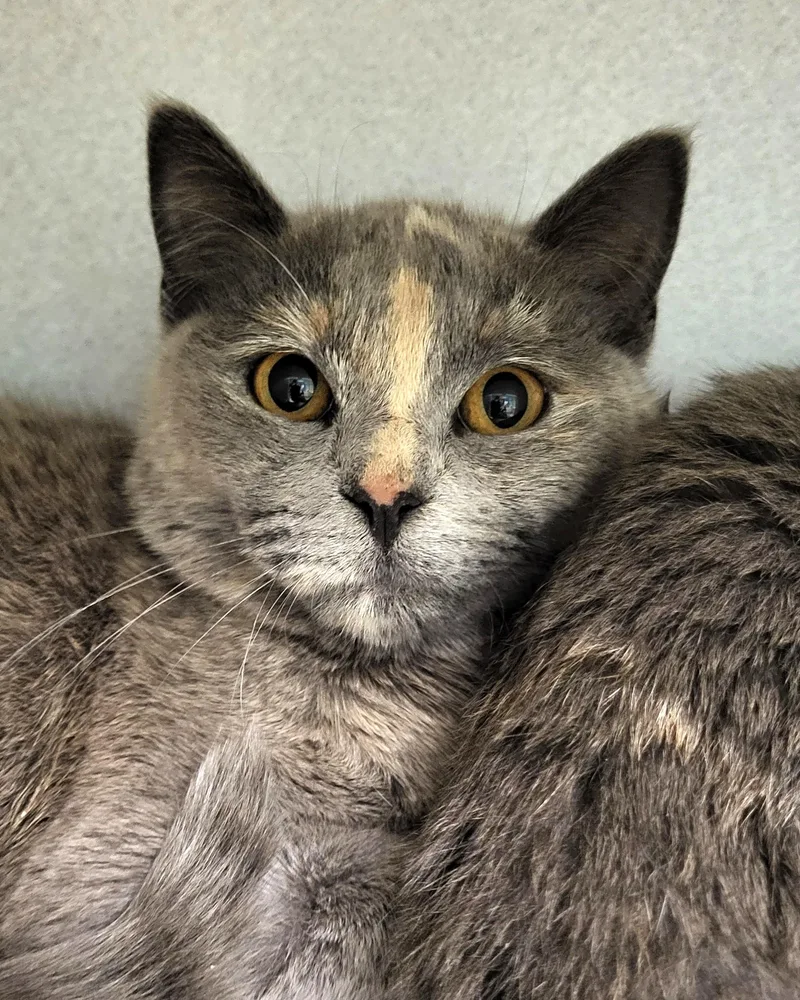 A baby medium-sized female Tortoiseshell Domestic Short Hair cat named Blanche for adoption in Grayslake, IL