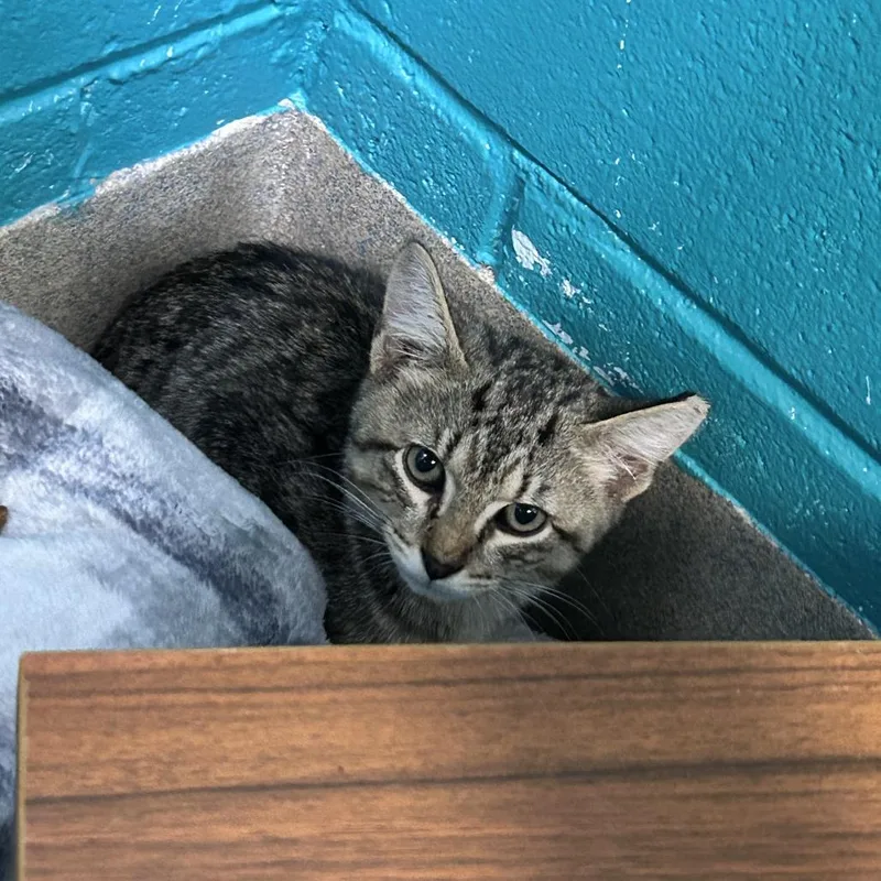 A baby small-sized male Brown / Chocolate Domestic Short Hair cat named Tank for adoption in Fredericksburg, VA
