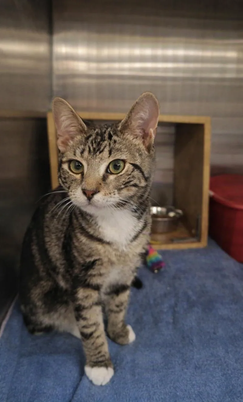 A baby small-sized male Tabby (Gray / Blue / Silver) Domestic Short Hair cat named Russell for adoption in Morganton, NC