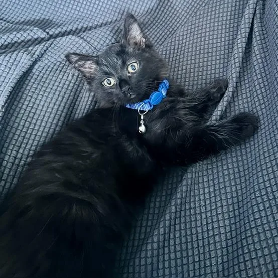 A baby small-sized male Domestic Medium Hair cat named Stevie for adoption in Fairfax, VA