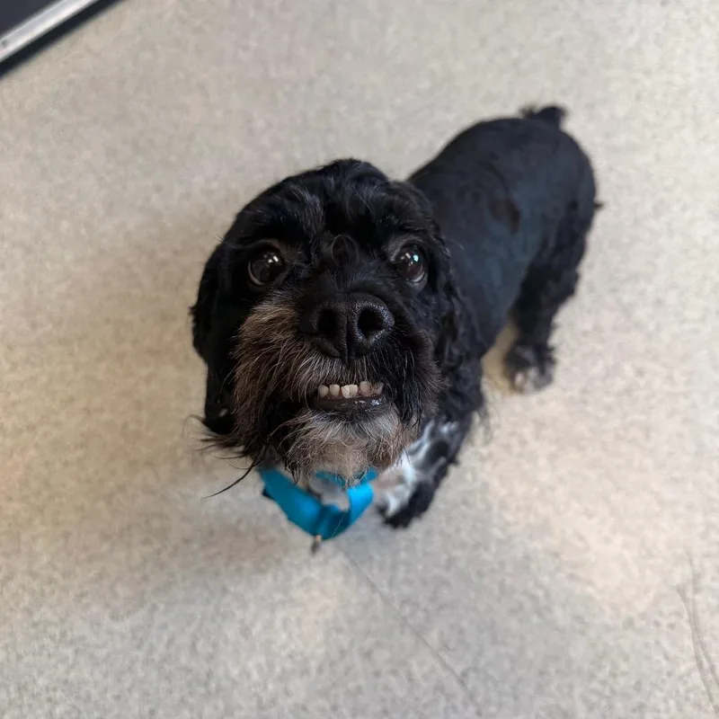 A senior small-sized male Black Cockapoo dog named Blue for adoption in Naperville, IL