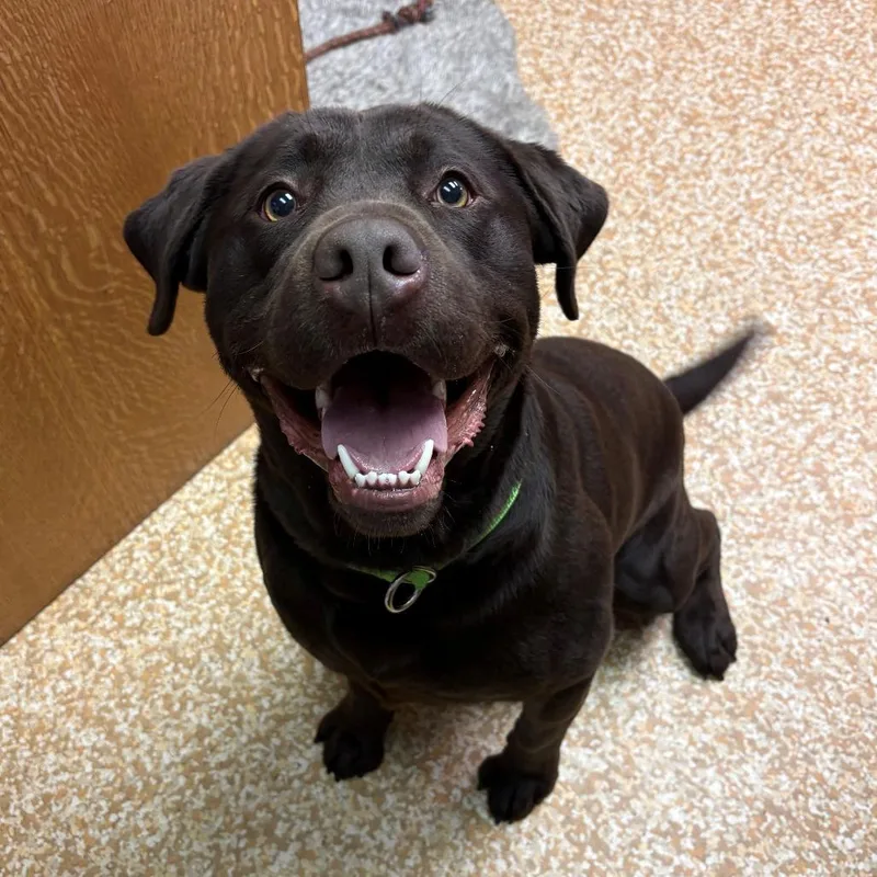 An adult large-sized male Brown / Chocolate Chocolate Labrador Retriever dog named Venom for adoption in Chehalis, WA