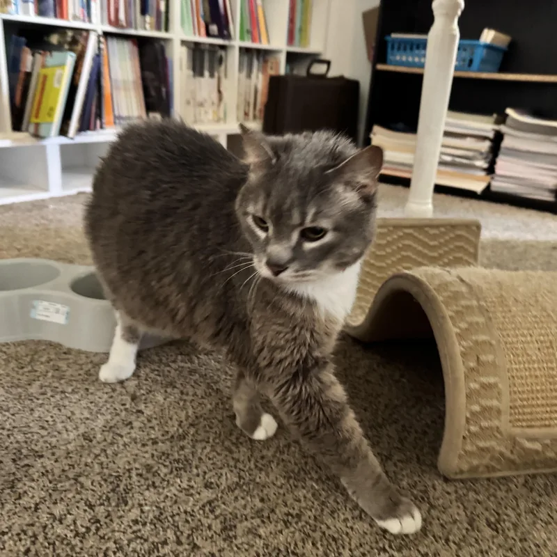 An adult medium-sized male Tabby (Brown / Chocolate) Domestic Short Hair cat named Gato for adoption in Springfield, MO