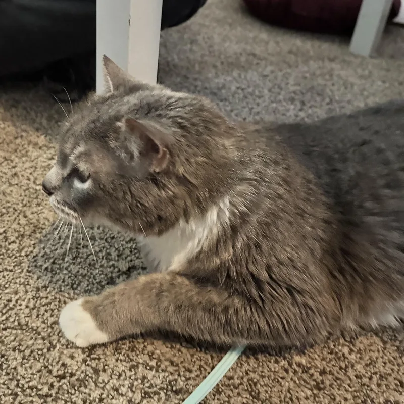 Gato thumbnail 2