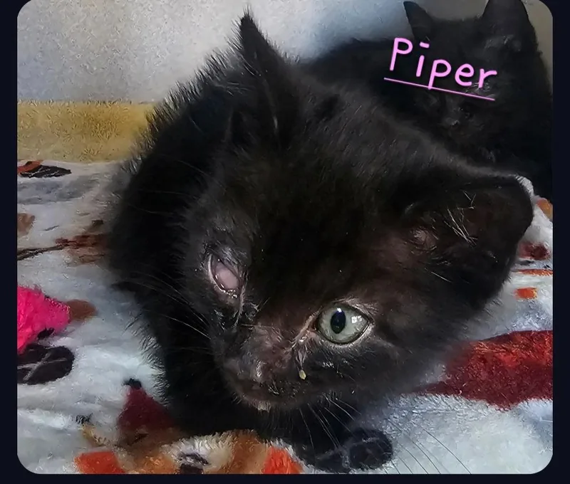 A baby small-sized female Domestic Short Hair cat named Piper for adoption in Jim Thorpe, PA