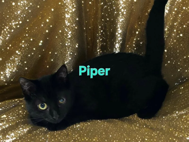Piper thumbnail 2