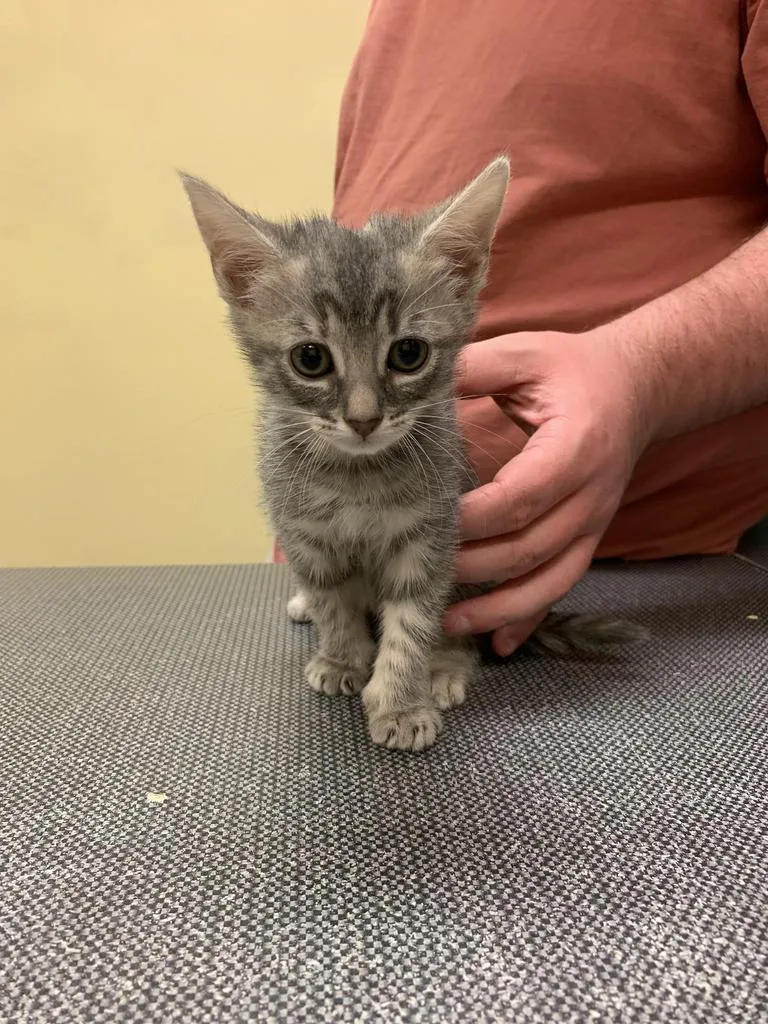 A baby medium-sized female Domestic Short Hair cat named Gravy for adoption in Florence, SC