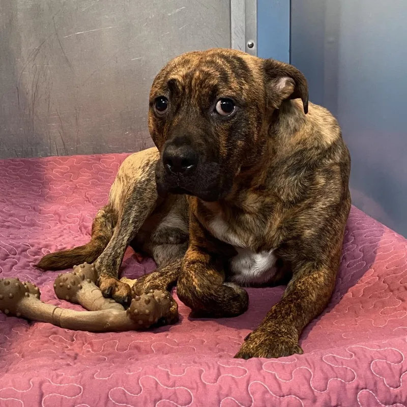A young medium-sized male Brown / Chocolate Boxer dog named Rolo for adoption in Philadelphia, PA