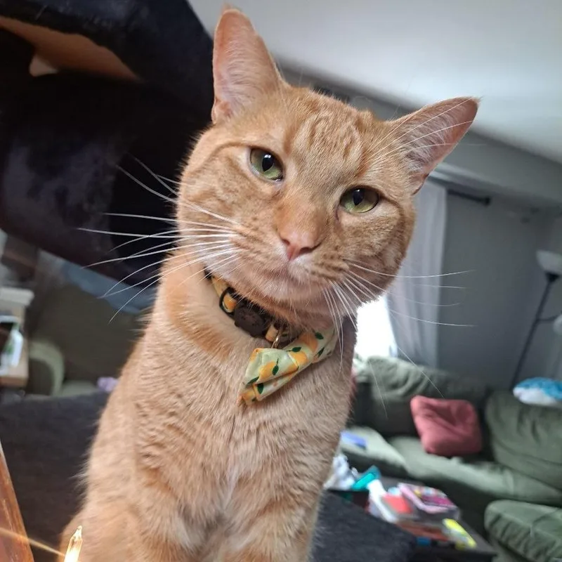 An adult medium-sized male Tabby (Orange / Red) Domestic Short Hair cat named Bard for adoption in Evanston, IL
