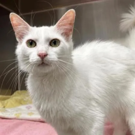 A young medium-sized female White Domestic Medium Hair cat named Marilyn for adoption in Kennett Square, PA