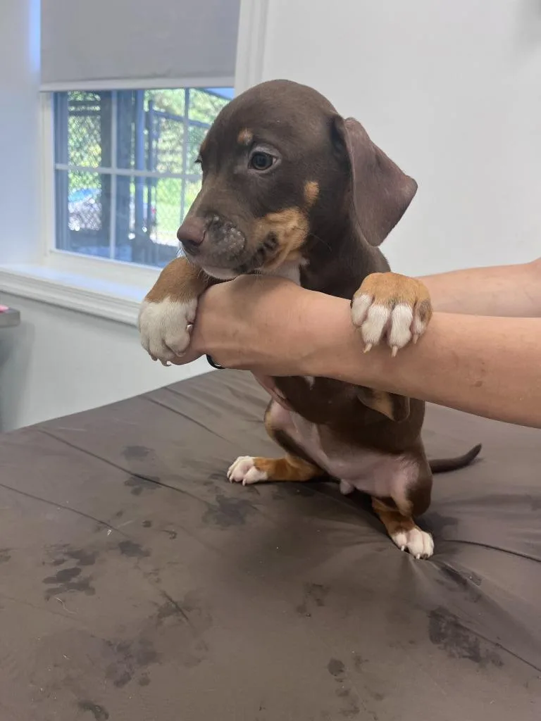 Truffle
