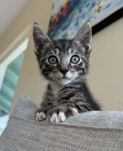 A baby small-sized male Domestic Short Hair cat named Lanai for adoption in Honolulu, HI