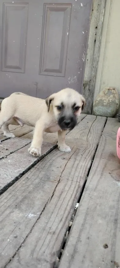 Frankie thumbnail 2