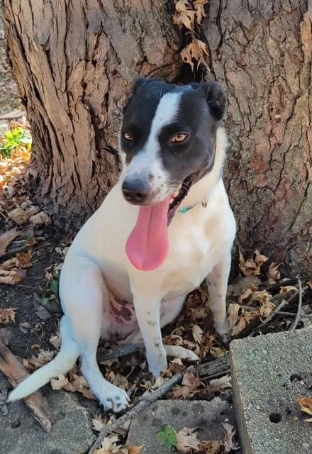 An adult medium-sized male Labrador Retriever dog named Buster for adoption in Monticello, MN