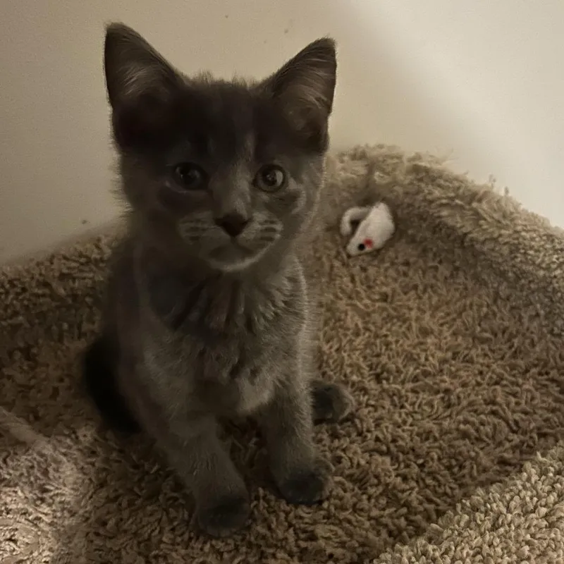 A baby small-sized male Gray / Blue / Silver Domestic Short Hair cat named Greyson C for adoption in Princeton, MN