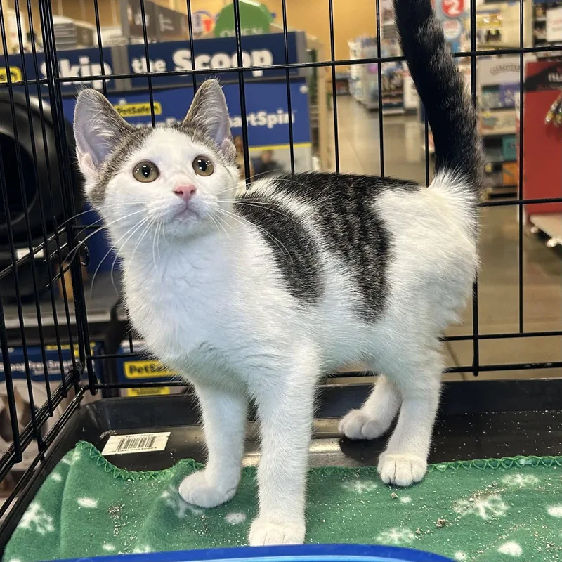 A baby medium-sized female Domestic Short Hair cat named Mabel for adoption in Norwood, OH