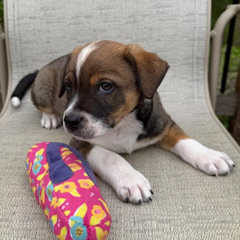 Belgium thumbnail 2