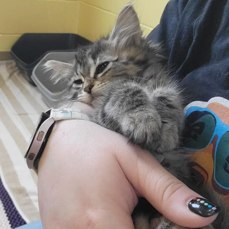 Soft Pretzel thumbnail 2
