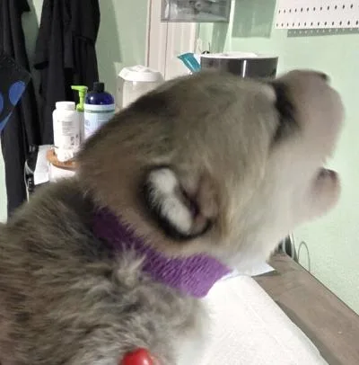 A baby small-sized male Siberian Husky dog named Aston for adoption in Cottonwood Heights, UT