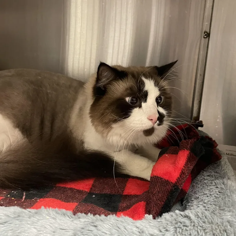 An adult large-sized male Snowshoe cat named Sketcher for adoption in North Kingstown, RI