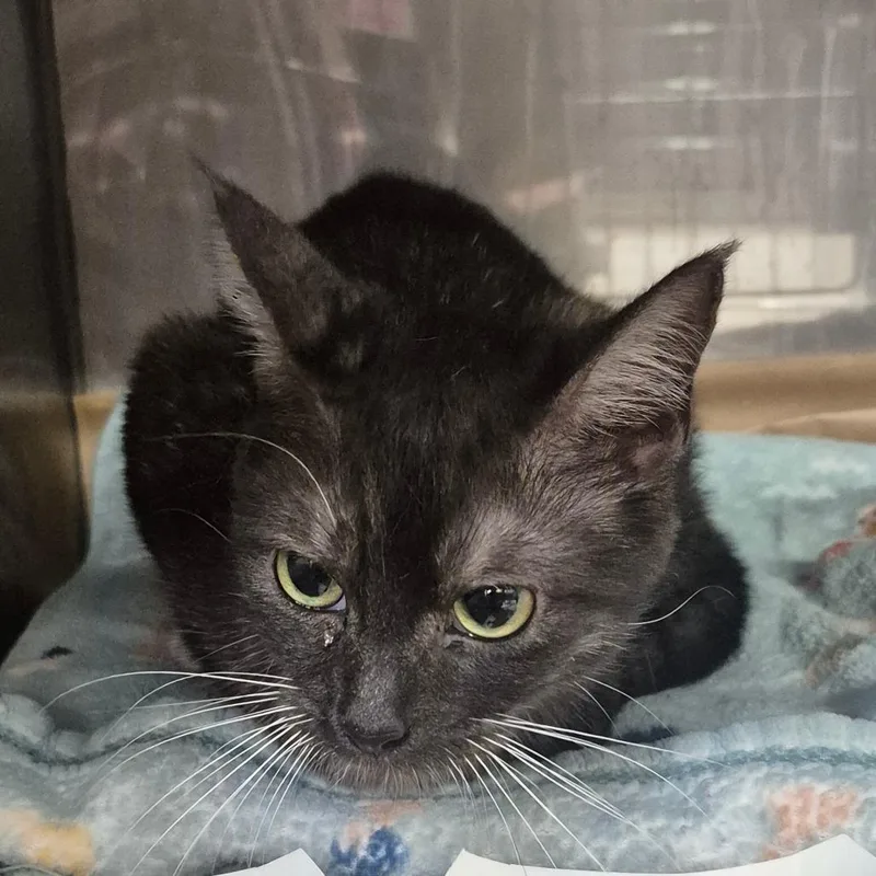 An adult medium-sized female Domestic Short Hair cat named Eileen for adoption in Lake Panasoffkee, FL