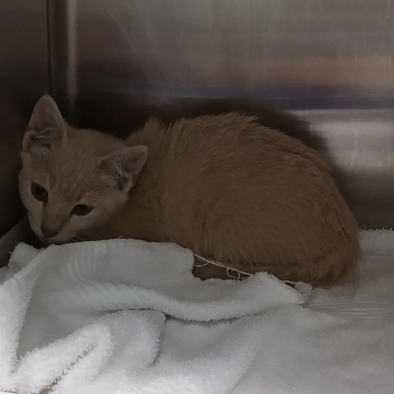 A baby small-sized female Orange / Red Domestic Short Hair cat named Auntie Anne for adoption in Chattanooga, TN