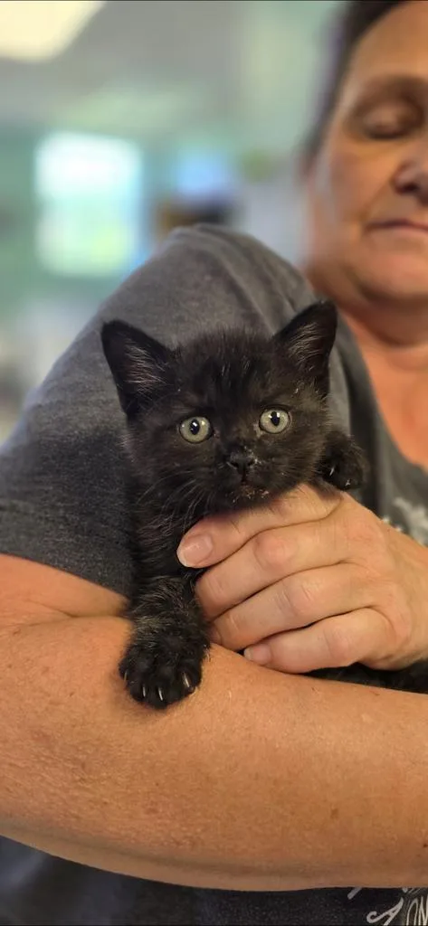 A baby medium-sized female Domestic Short Hair cat named Maxine for adoption in Athens, OH
