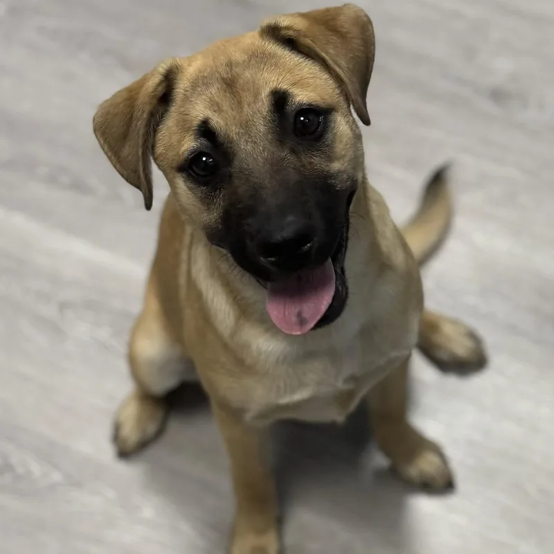 A baby medium-sized female Golden Shepherd dog named Serenity for adoption in Ulster, PA