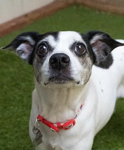 A senior small-sized female White / Cream Terrier dog named Starbie for adoption in Encinitas, CA