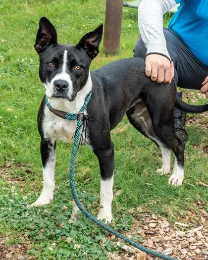 An adult large-sized female Mixed Breed dog named Dazzling for adoption in Chamblee, GA
