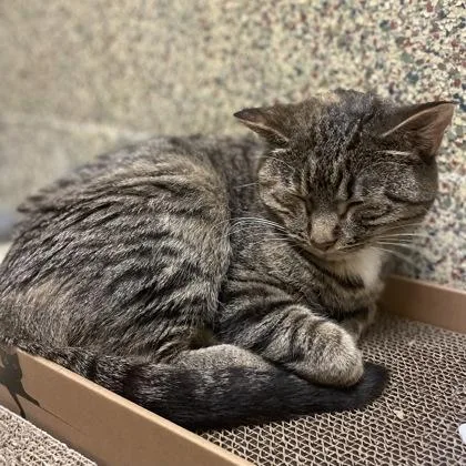 An adult medium-sized female Domestic Short Hair cat named Pauline for adoption in Merriam, KS