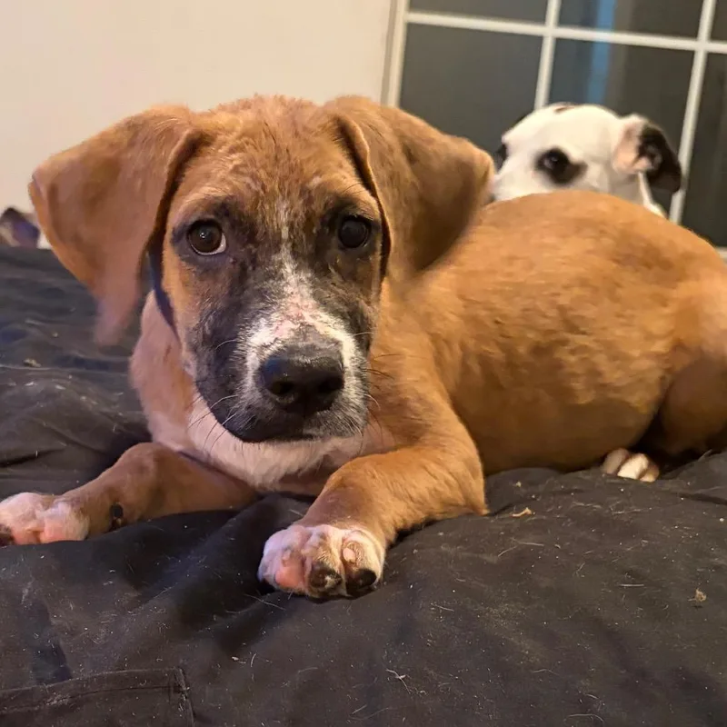 A baby medium-sized female Beagle dog named Oatmeal for adoption in Melrose, FL