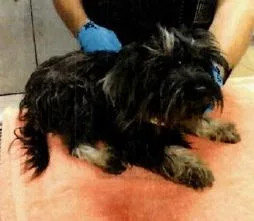 An adult small-sized female Yorkshire Terrier dog named Sarah for adoption in Thompson Falls, MT