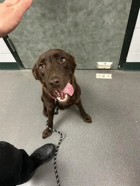 A young large-sized female Labrador Retriever dog named Georgia for adoption in Corpus Christi, TX