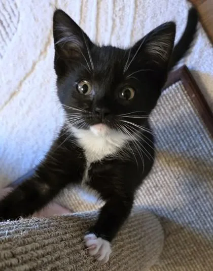 A young small-sized female Domestic Short Hair cat named Nemy for adoption in New Hope, PA