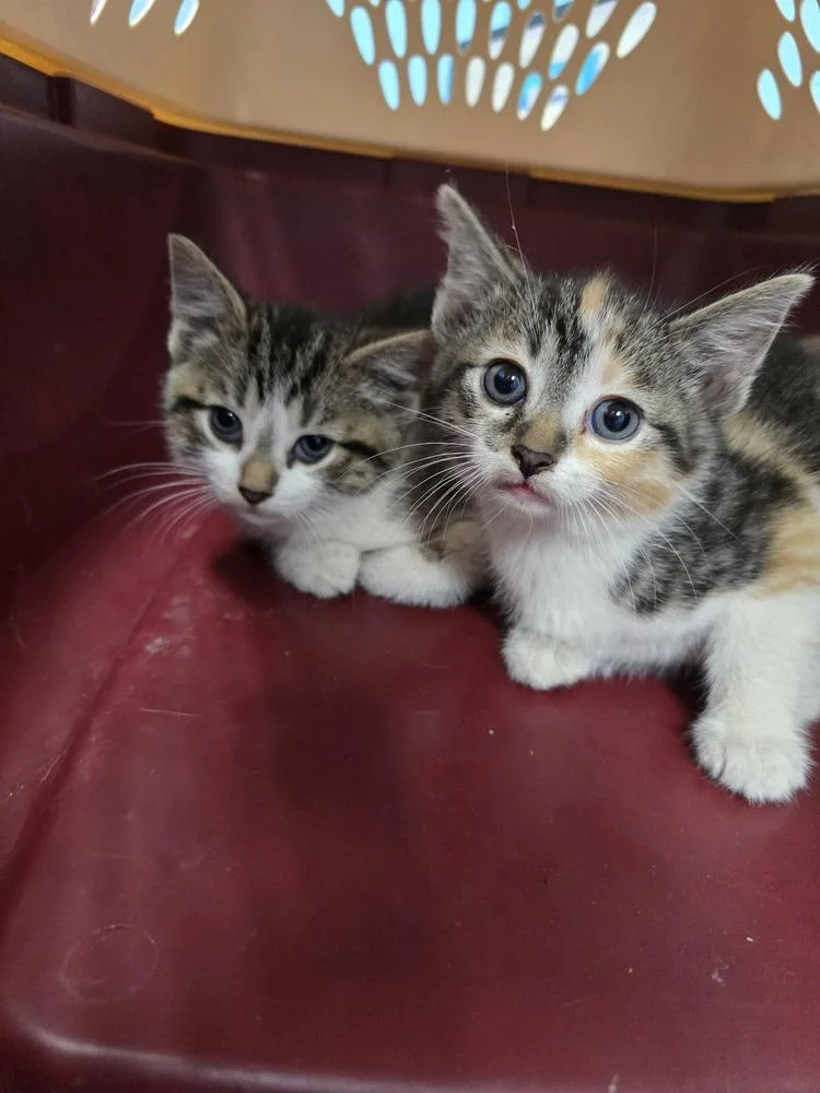 A baby small-sized female Domestic Short Hair cat named Hotlanta for adoption in Evansville, IN